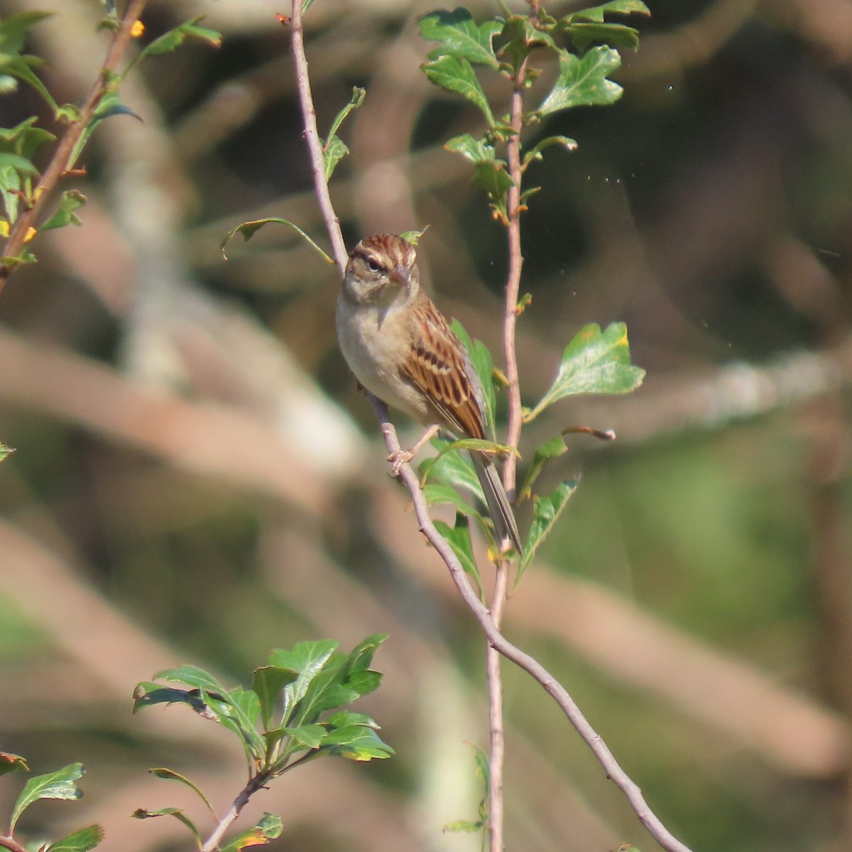 Chipping Sparrow - ML642129385