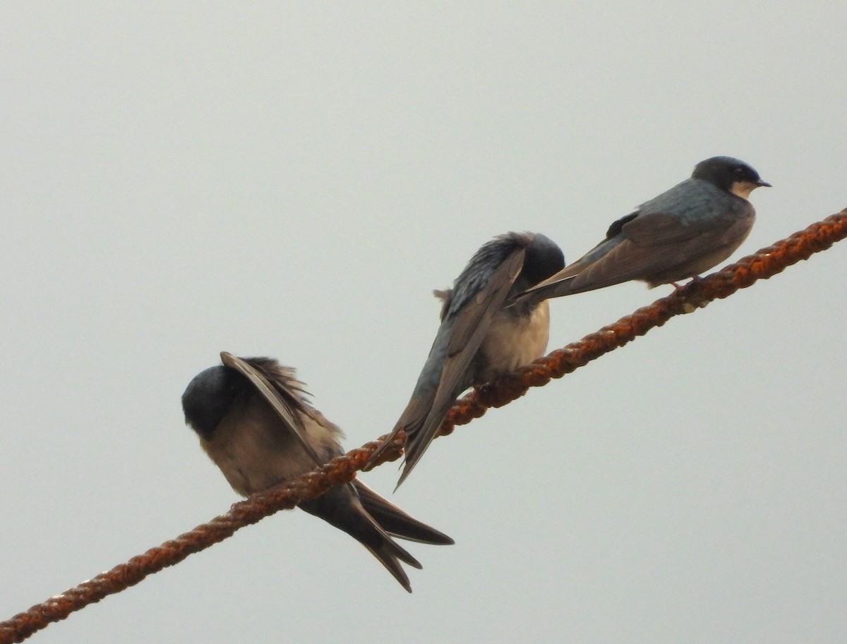 Brown-bellied Swallow - ML642129386