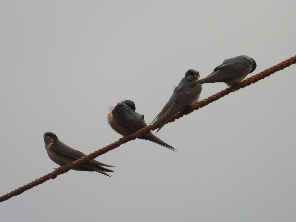 Brown-bellied Swallow - ML642129387