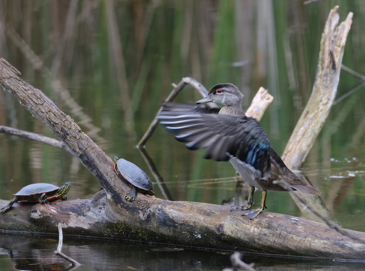 Wood Duck - ML642129388
