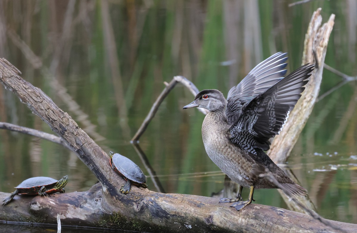 Wood Duck - ML642129389