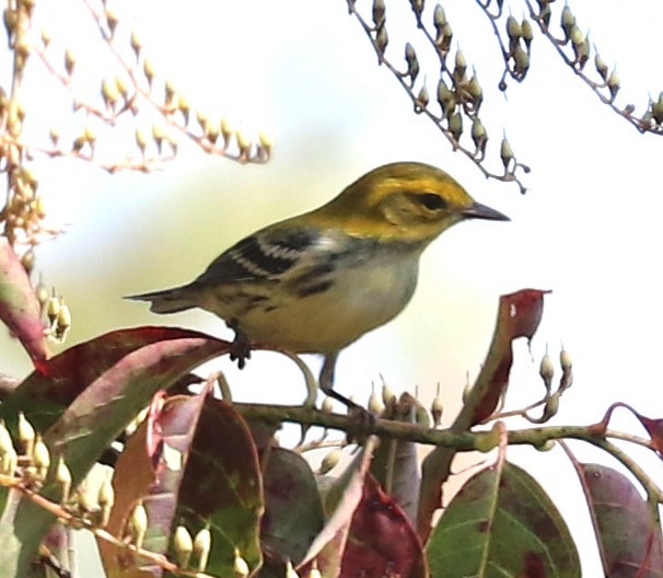 Black-throated Green Warbler - ML642129397