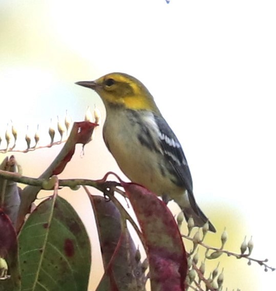 Black-throated Green Warbler - ML642129398