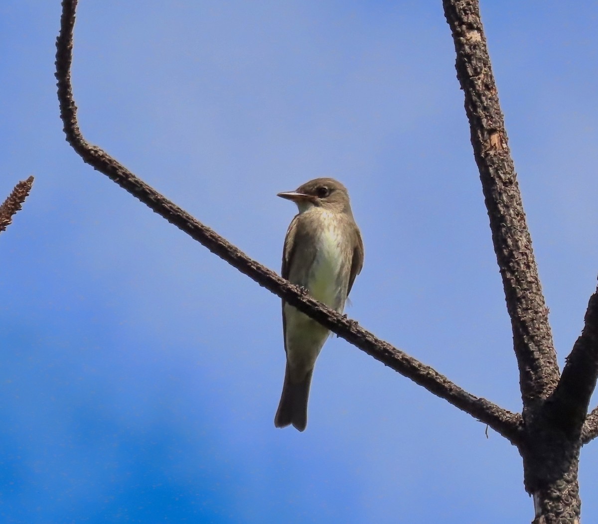Olive-sided Flycatcher - ML642129404