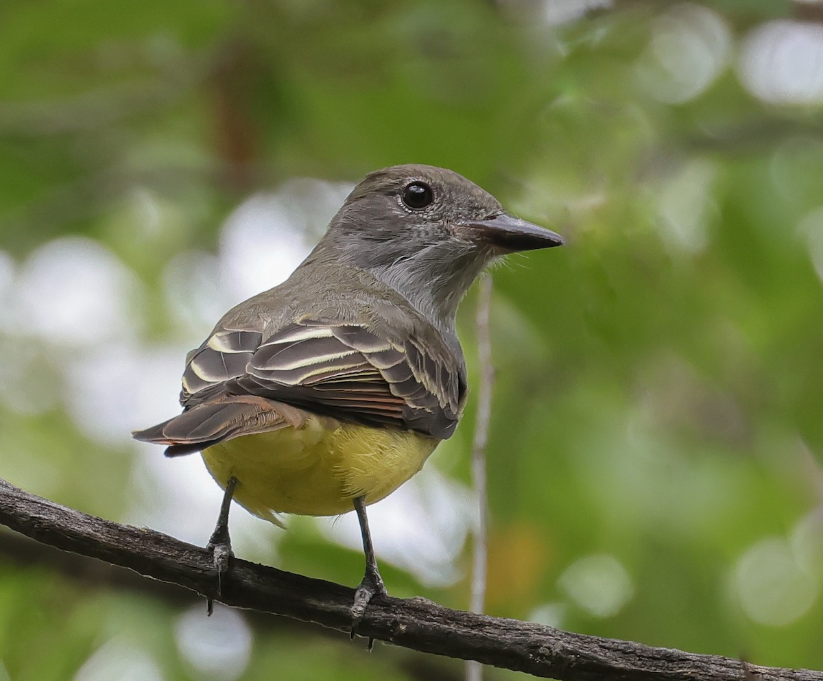 Great Crested Flycatcher - ML642129410