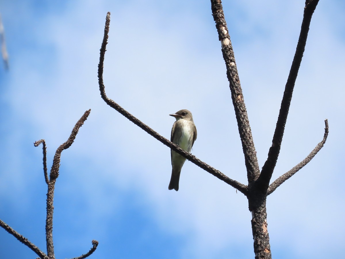 Olive-sided Flycatcher - ML642129411