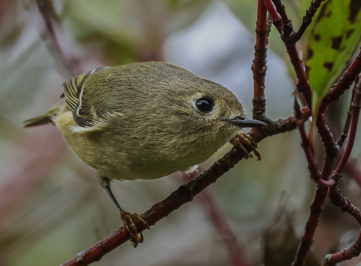 Ruby-crowned Kinglet - ML642129445