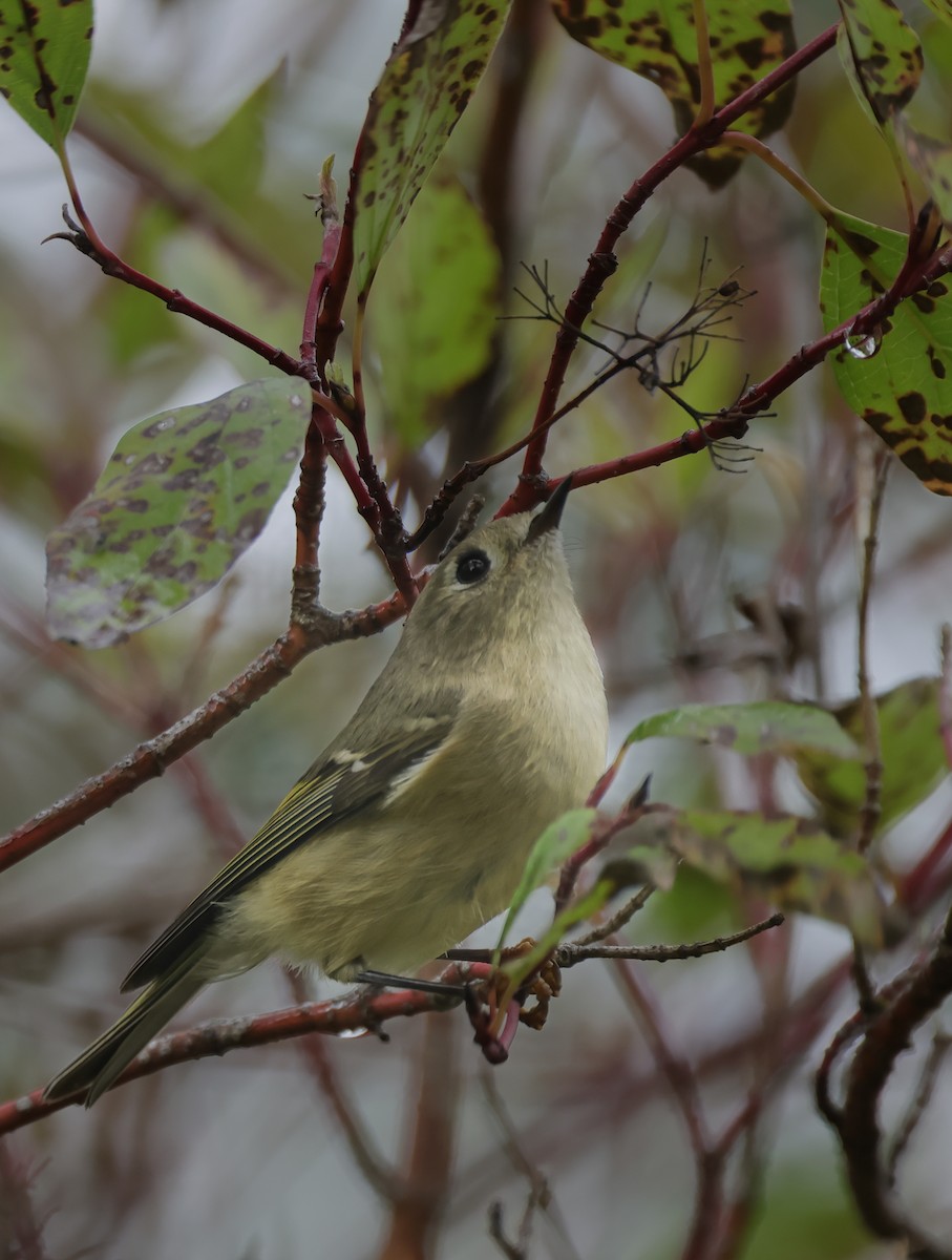 Ruby-crowned Kinglet - ML642129446