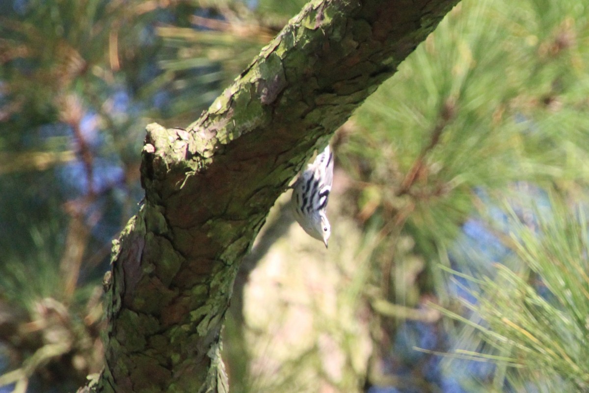 Black-and-white Warbler - ML642129467
