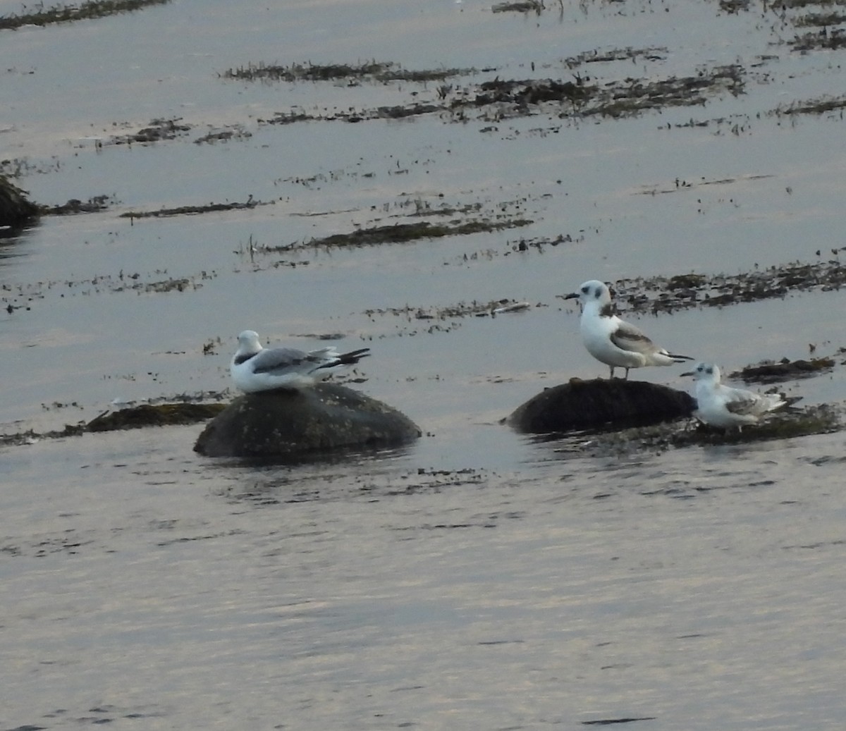 Gaviota Tridáctila - ML642129494