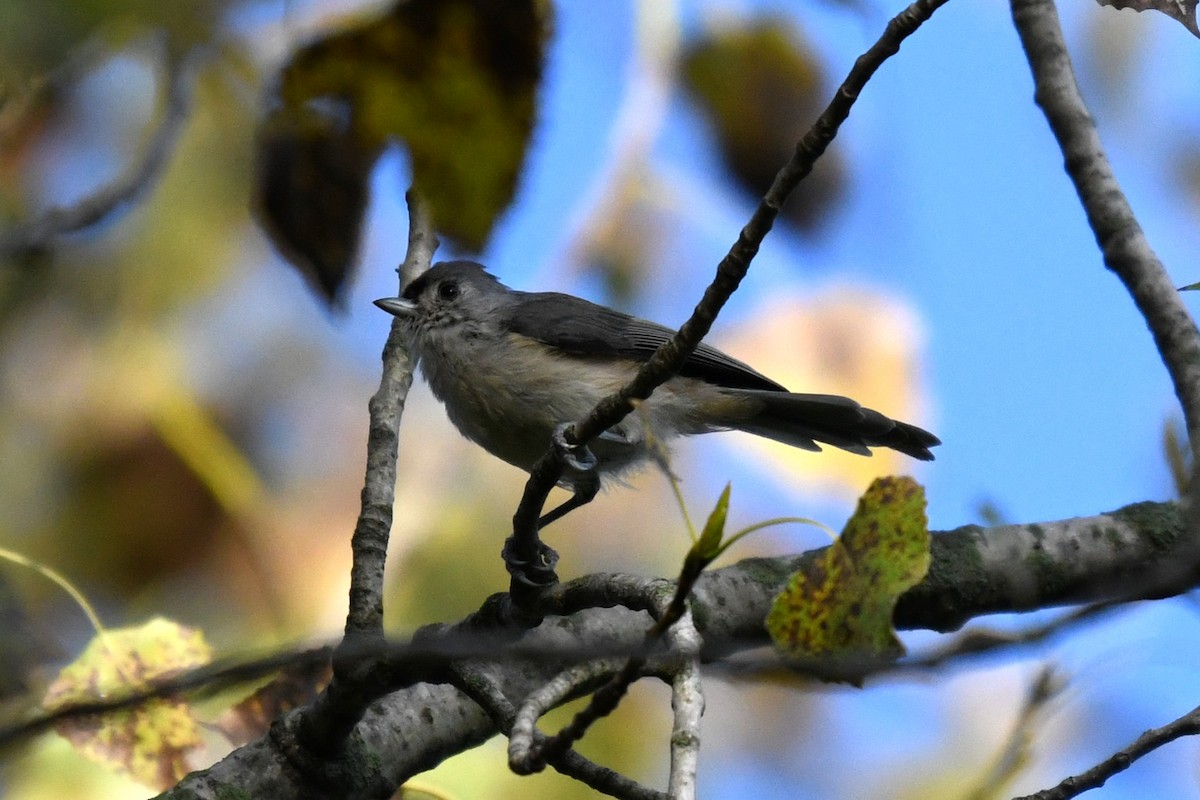 Herrerillo Bicolor - ML642129496
