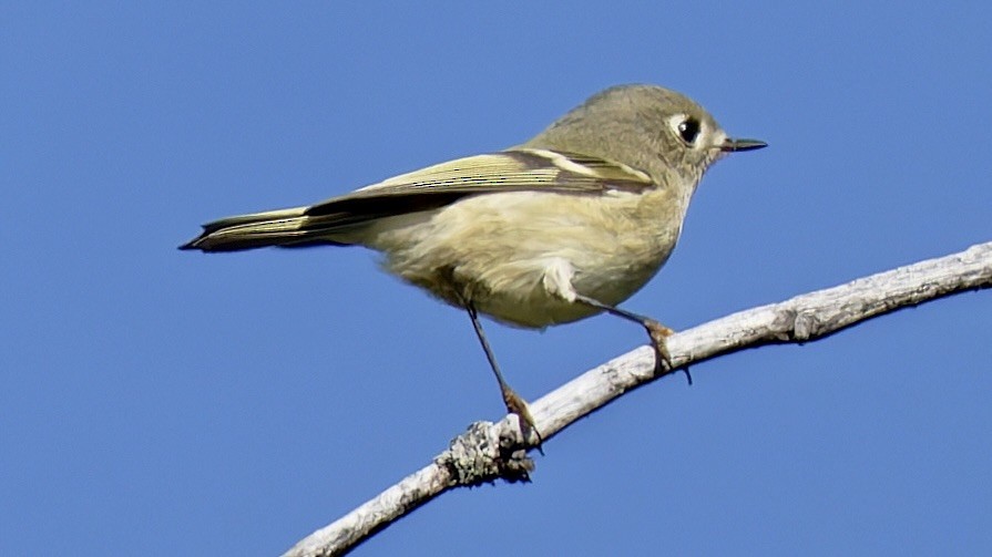 Reyezuelo Rubí - ML642129497