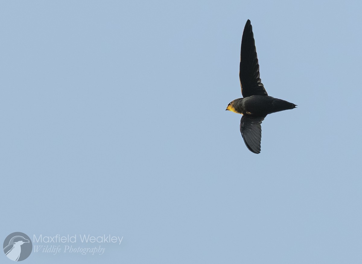 Chimney Swift - ML642129506