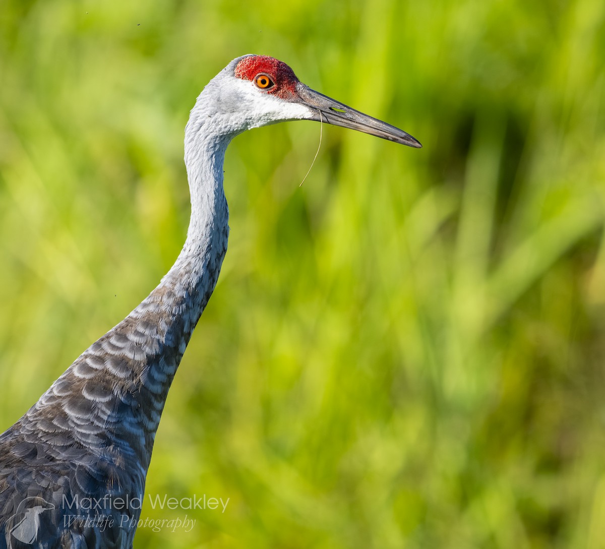 Sandhill Crane (Florida) - ML642129513