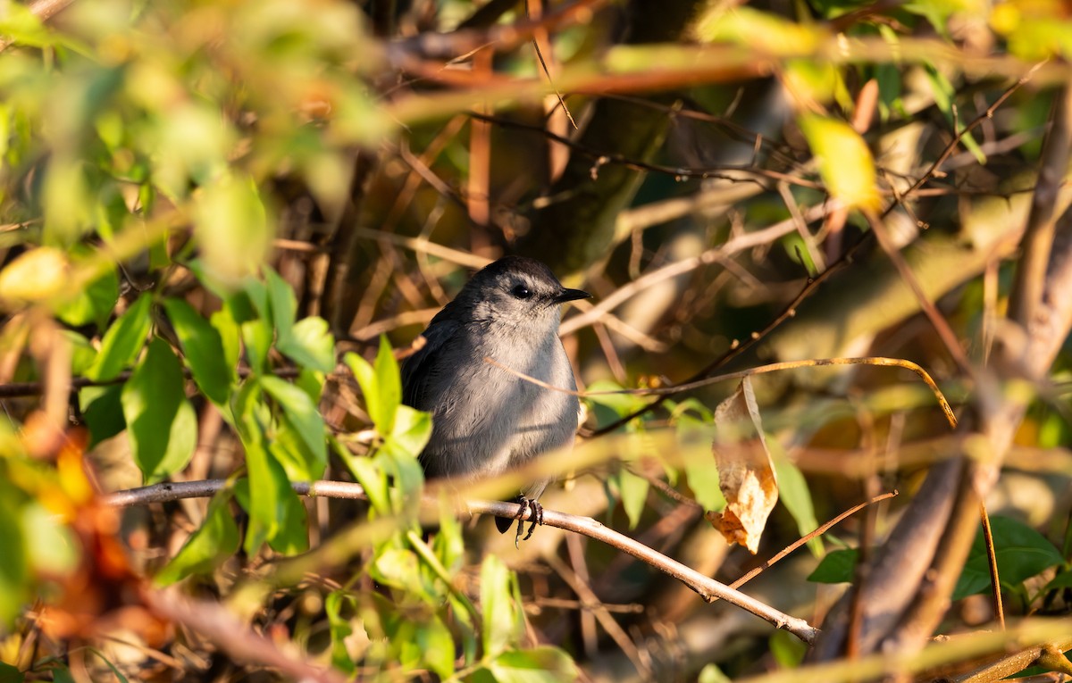 Gray Catbird - ML642129518