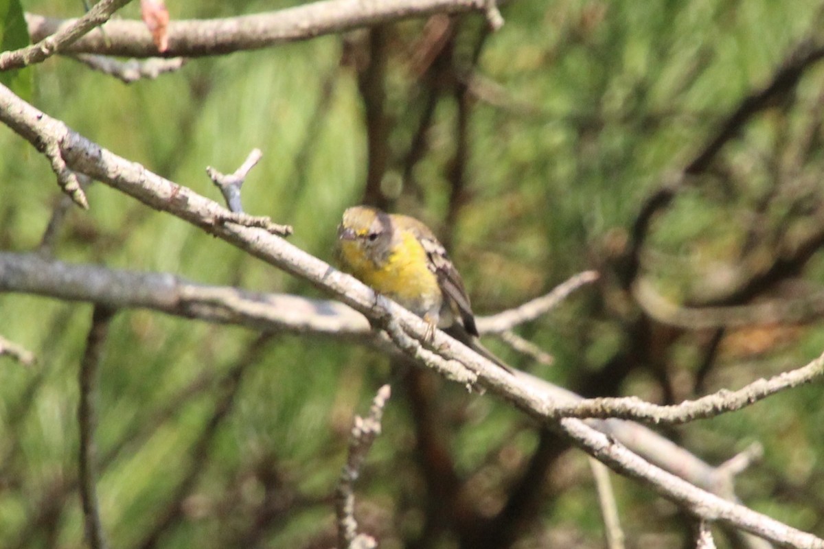 Pine Warbler - ML642129519