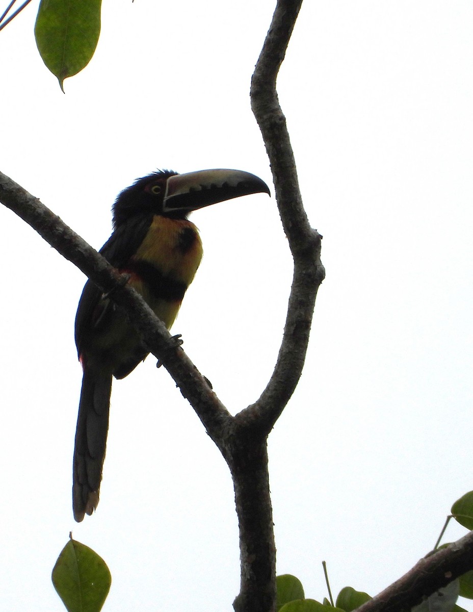Collared Aracari - ML642129546