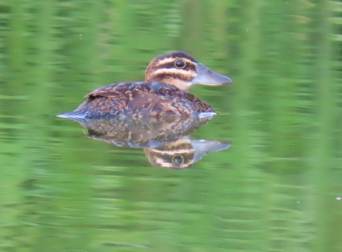 Masked Duck - ML642129547