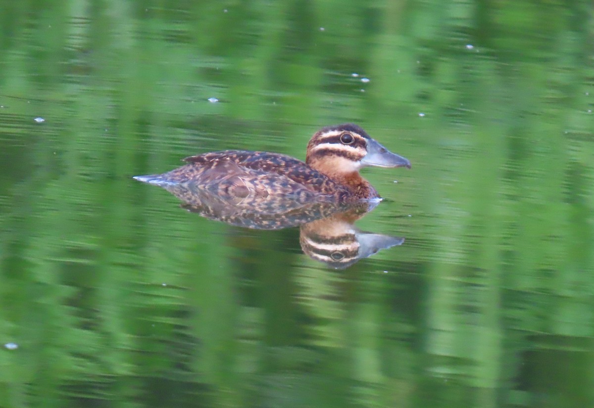 Masked Duck - ML642129549
