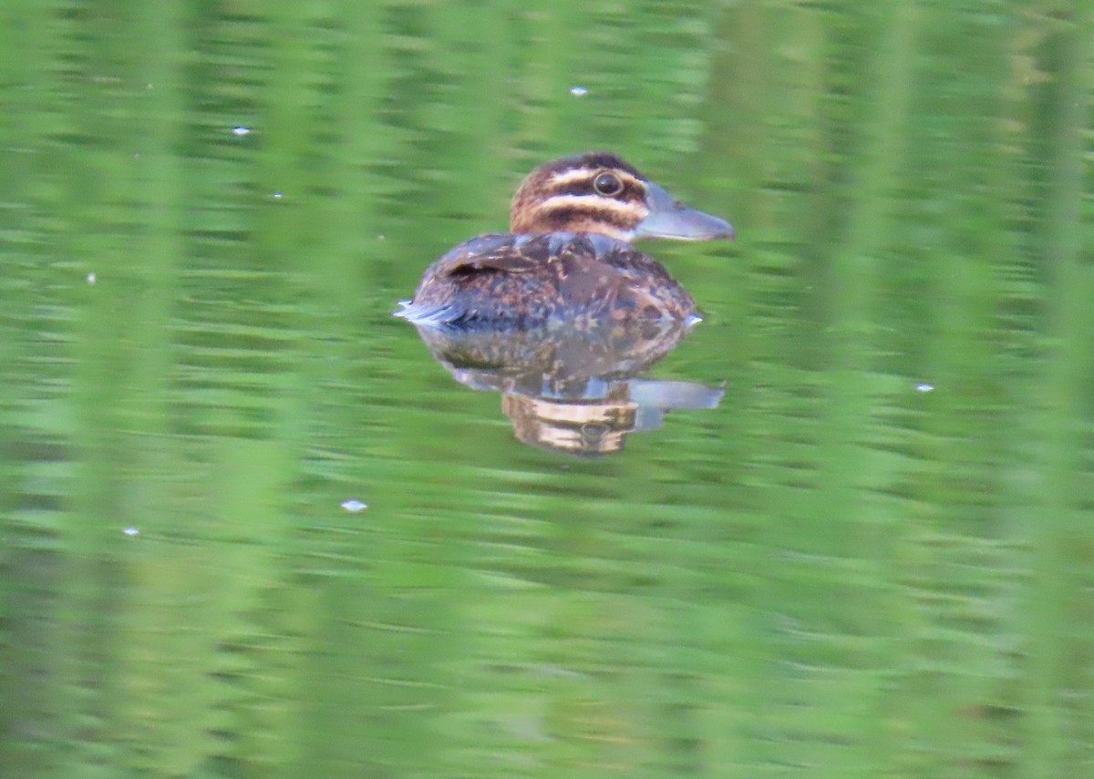 Masked Duck - ML642129550