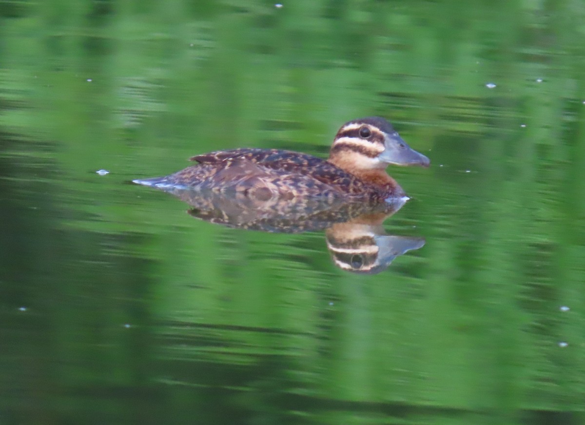 Masked Duck - ML642129552