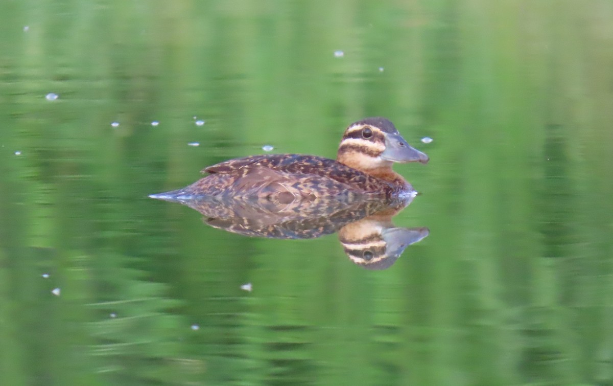 Masked Duck - ML642129553