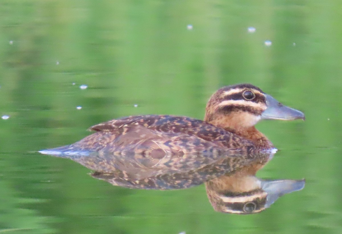 Masked Duck - ML642129554