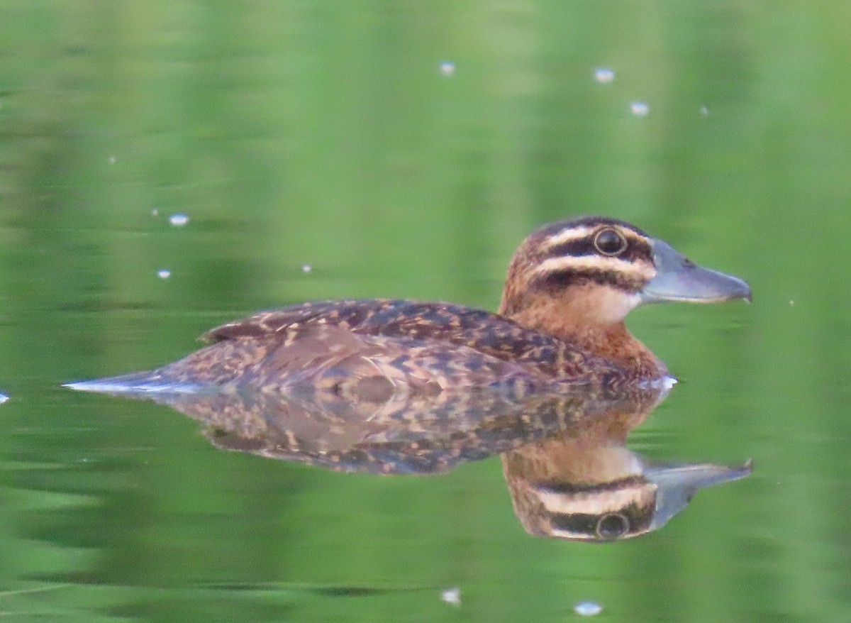 Masked Duck - ML642129555