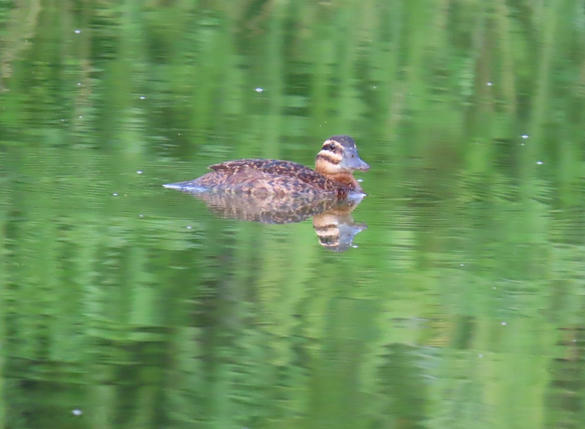 Masked Duck - ML642129556