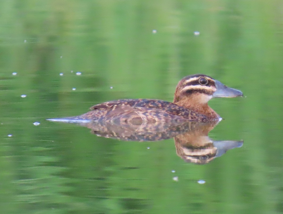 Masked Duck - ML642129557