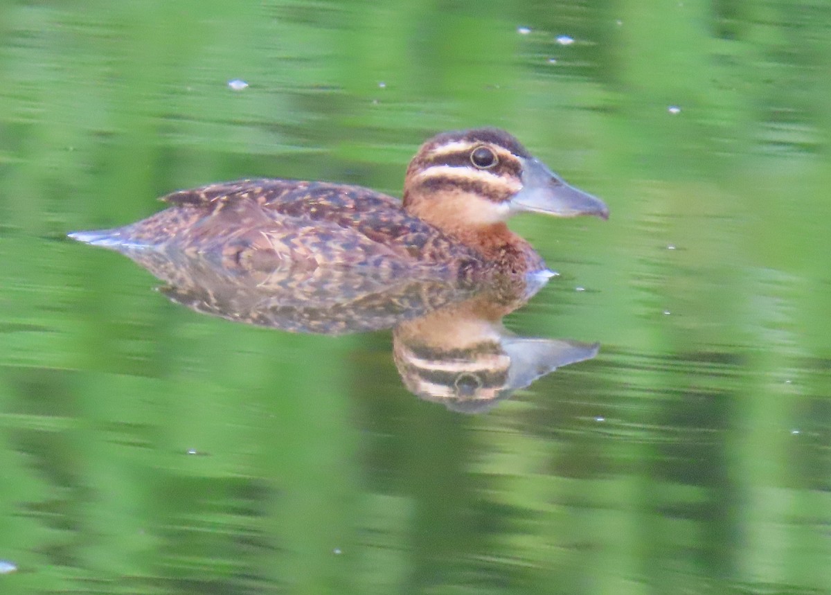 Masked Duck - ML642129558