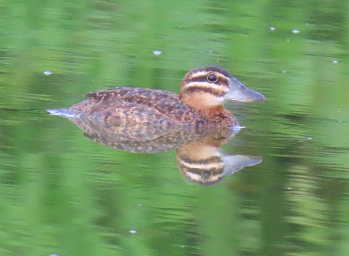 Masked Duck - ML642129559