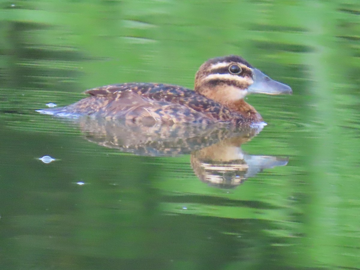 Masked Duck - ML642129560