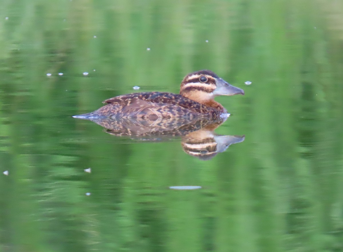 Masked Duck - ML642129561