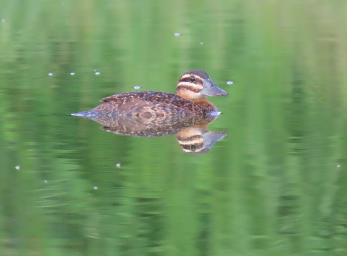 Masked Duck - ML642129562