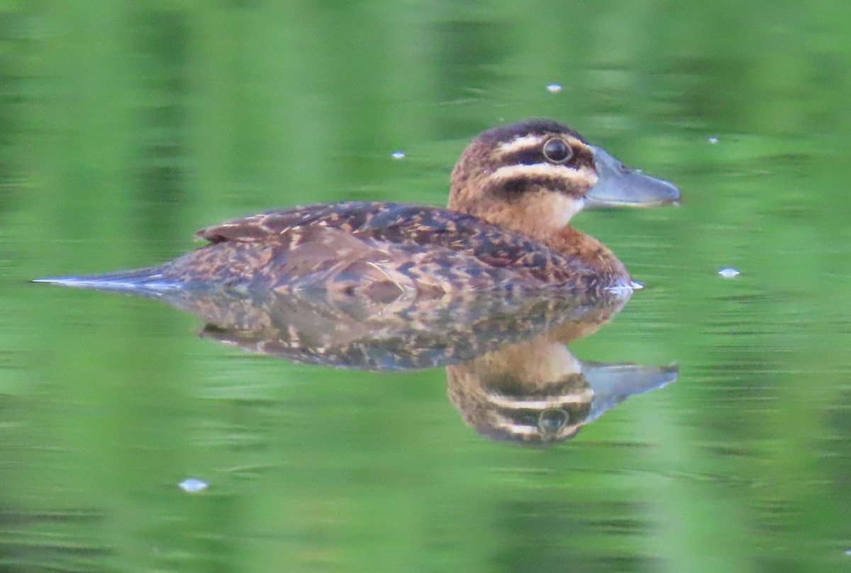 Masked Duck - ML642129563