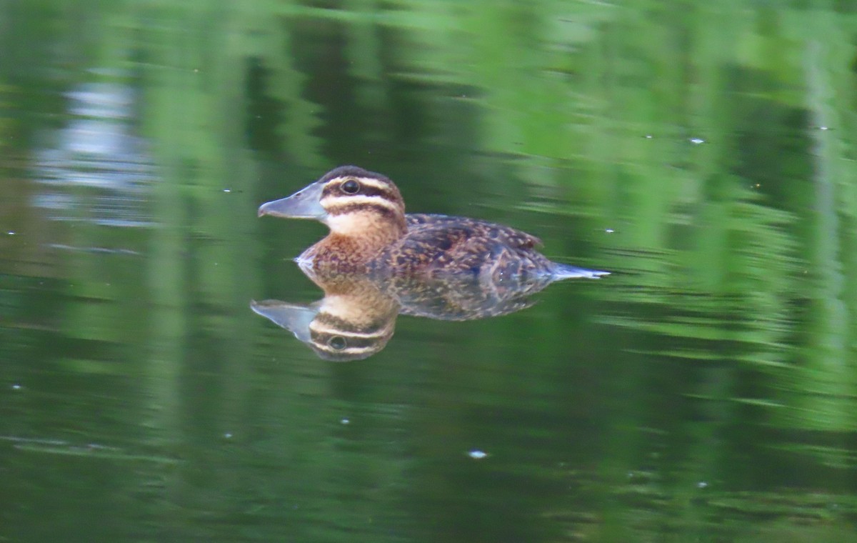 Masked Duck - ML642129564