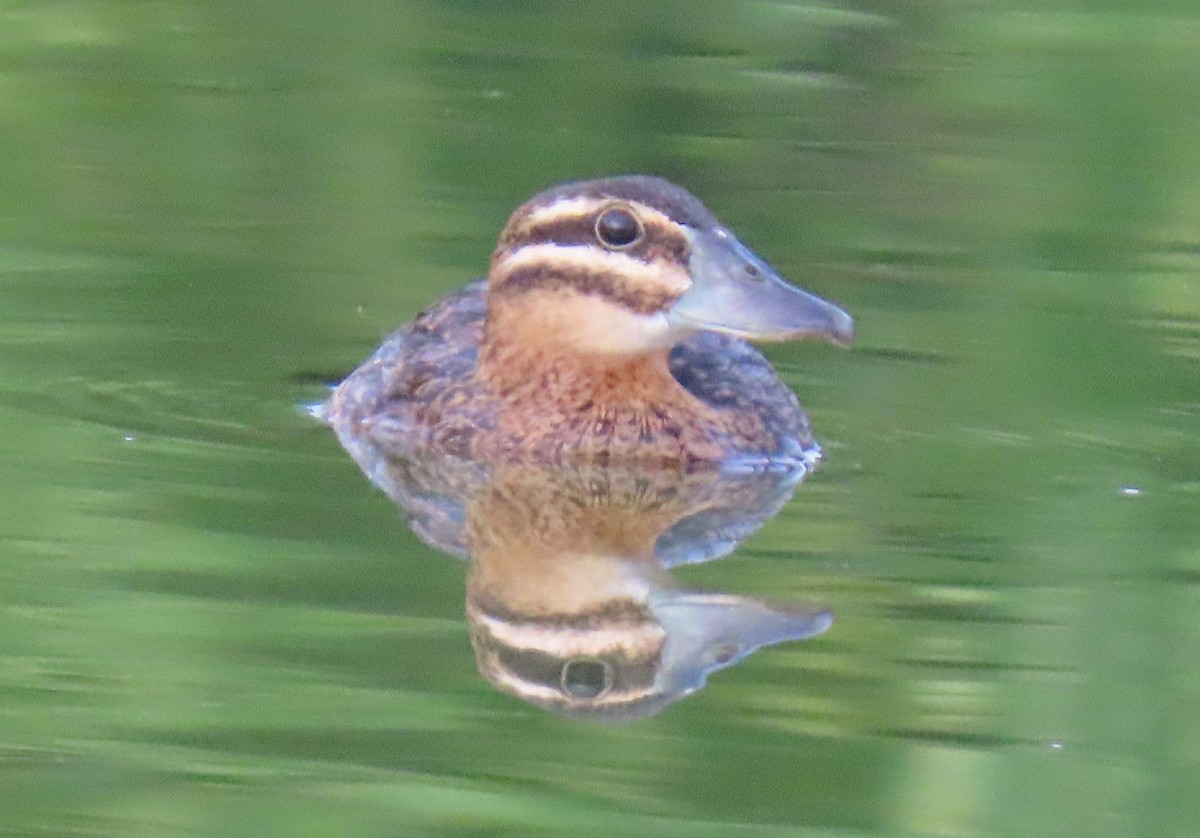 Masked Duck - ML642129565