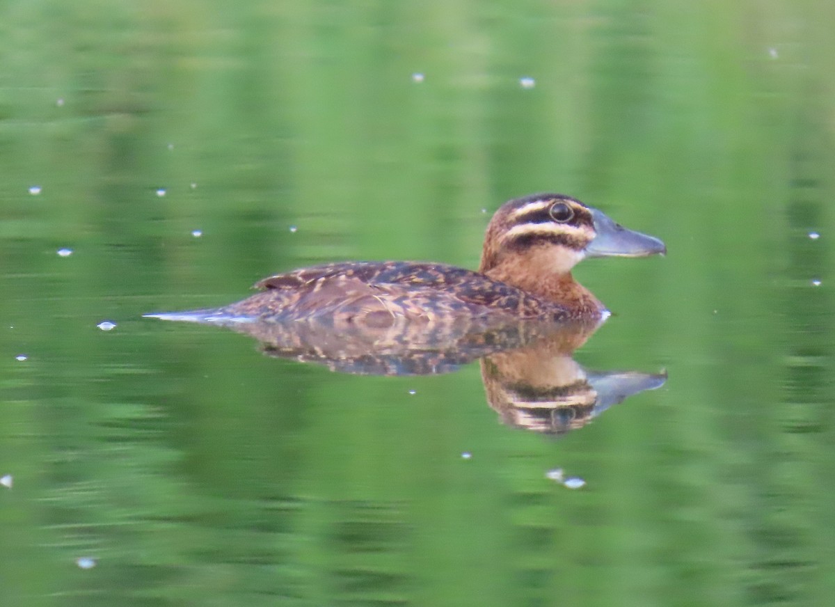 Masked Duck - ML642129566