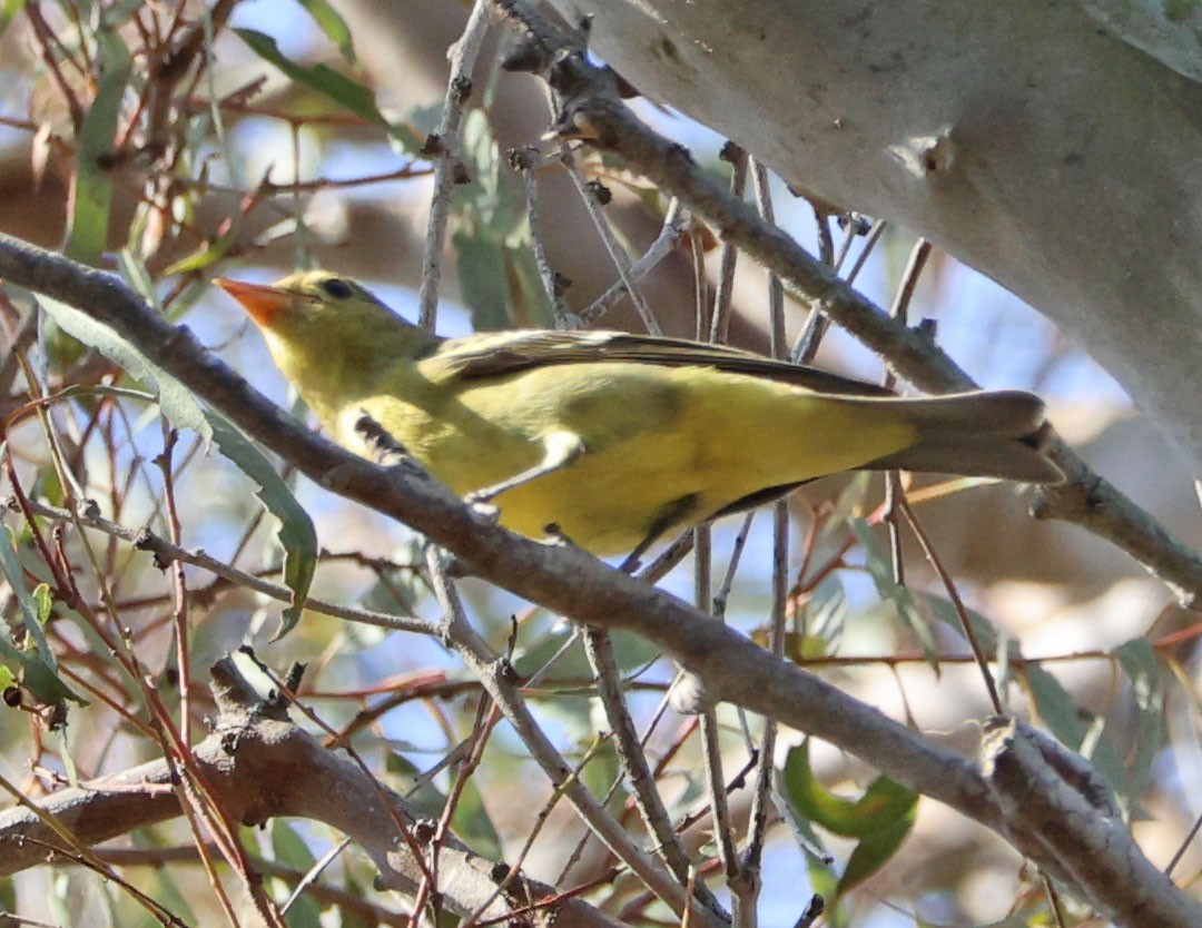 Western Tanager - ML642129567