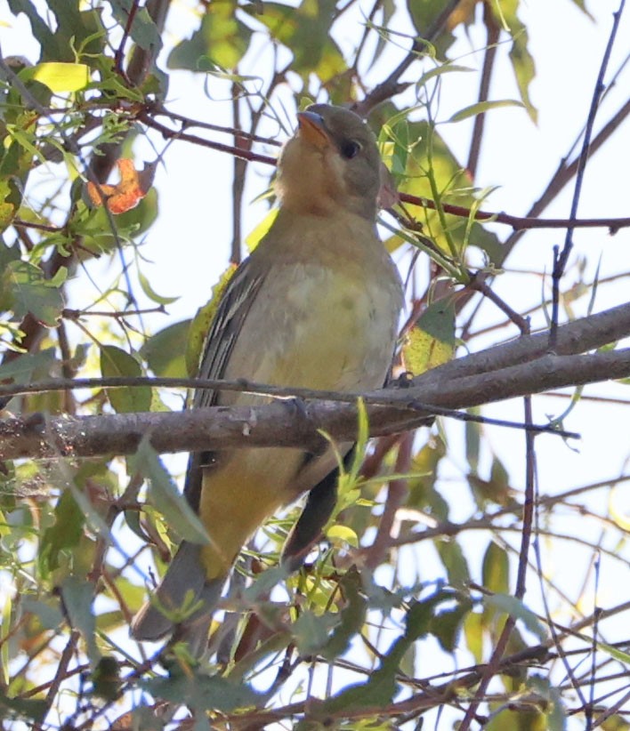Western Tanager - ML642129568
