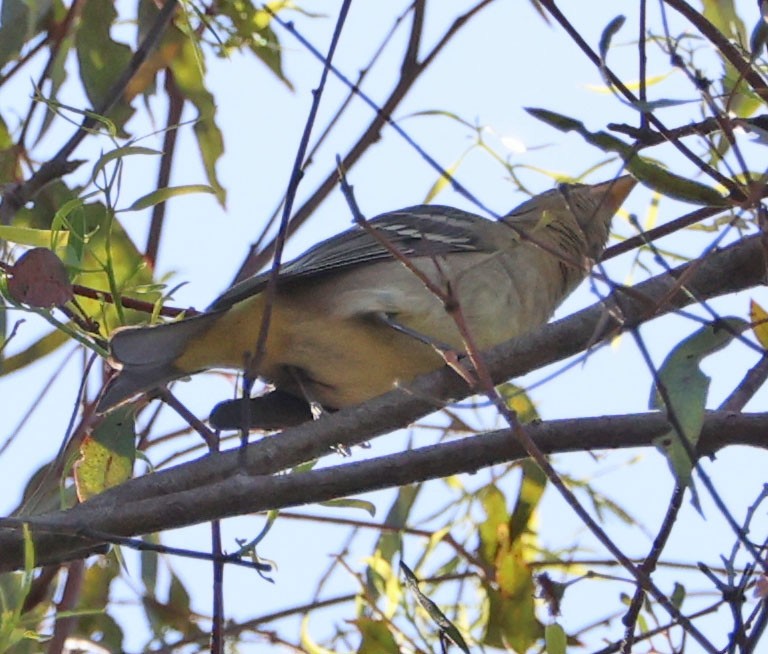 Western Tanager - ML642129569