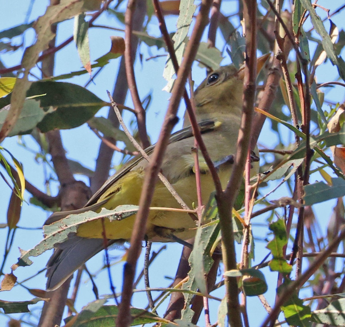Western Tanager - ML642129570