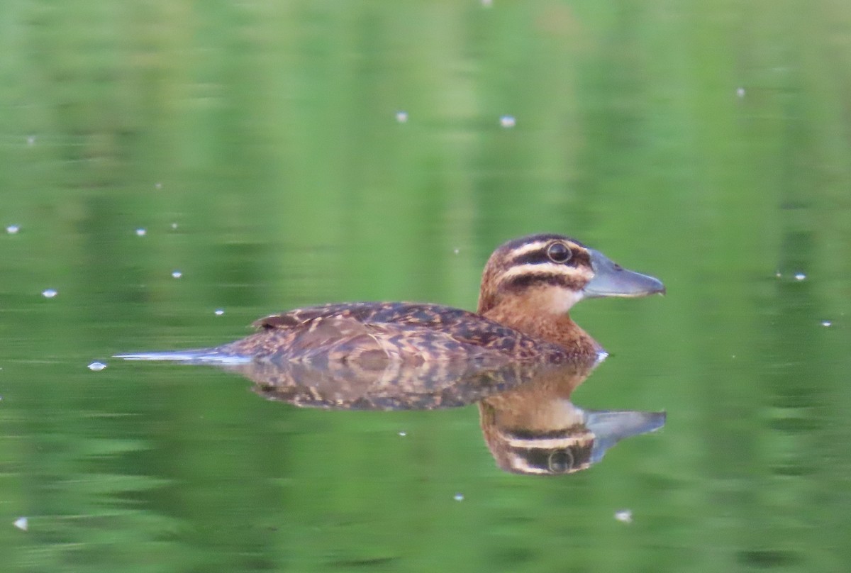 Masked Duck - ML642129571