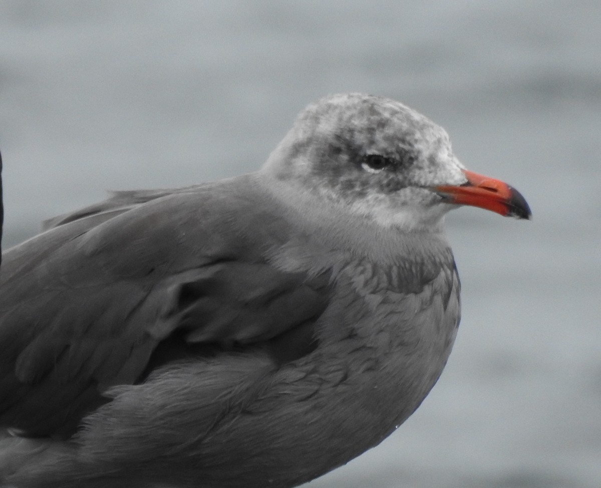 Heermann's Gull - ML642129594