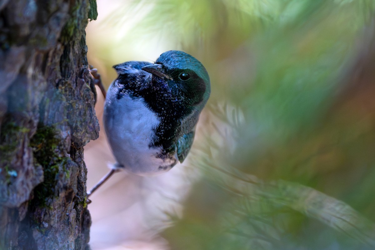 Black-throated Blue Warbler - ML642129603