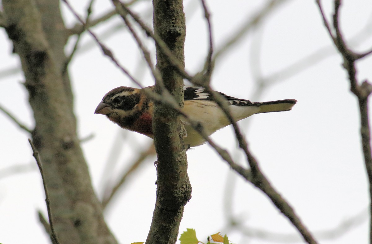 Rose-breasted Grosbeak - ML642129612