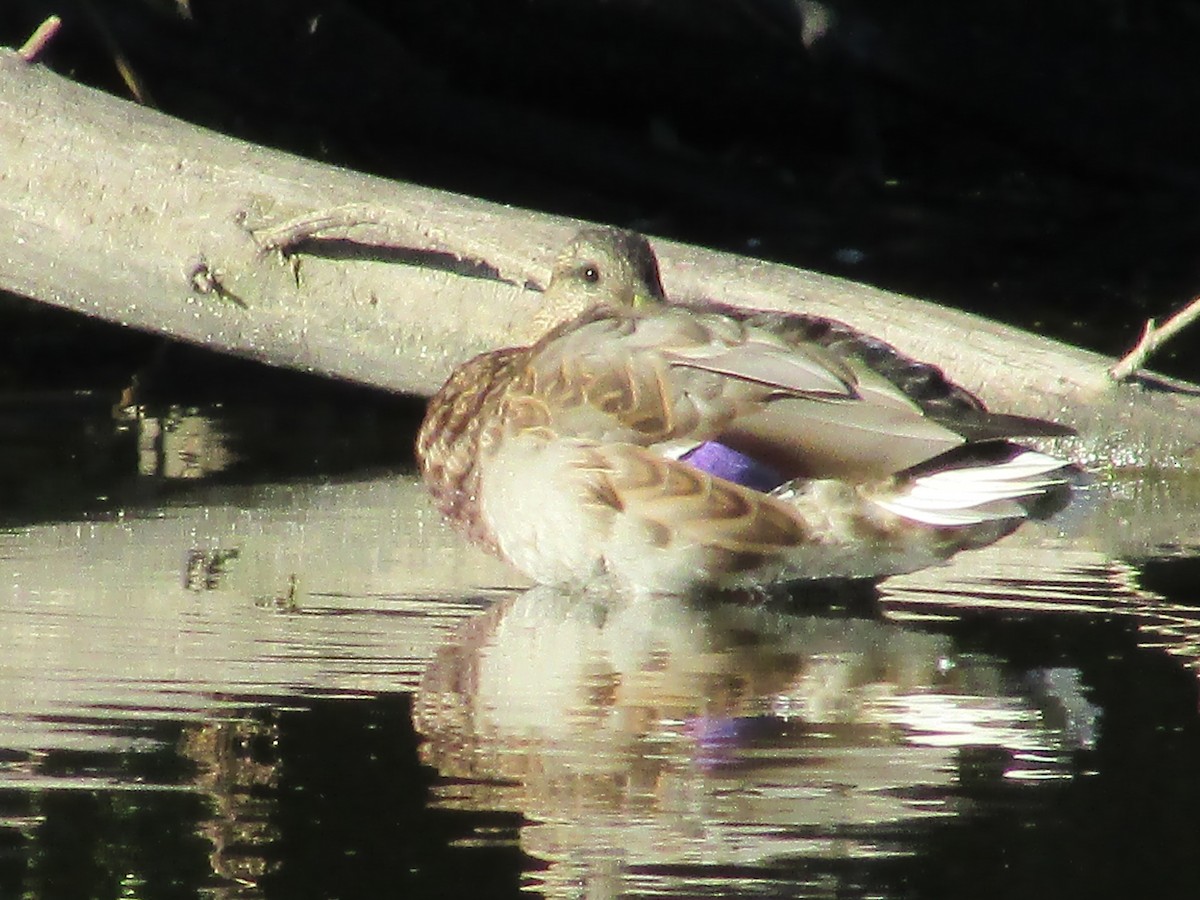 Mallard - ML642129614