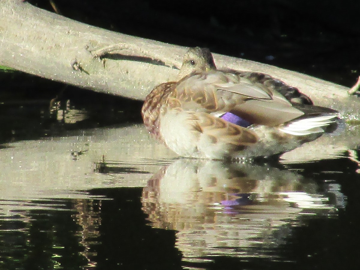 Mallard - ML642129615