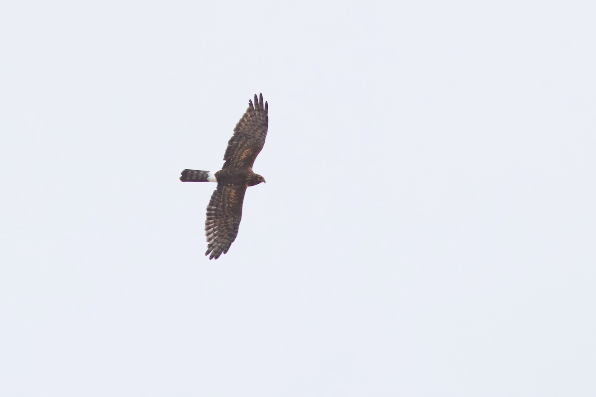 Northern Harrier - ML642129616